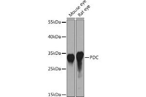 Western blot analysis of extracts of various cell lines, using PDC Rabbit pAb (ABIN7269269) at 1:1000 dilution. (Phosducin anticorps  (AA 1-246))