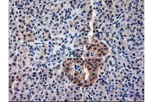 Image no. 11 for anti-NIF3 NGG1 Interacting Factor 3-Like 1 (NIF3L1) antibody (ABIN1496618) (NIF3L1 anticorps)