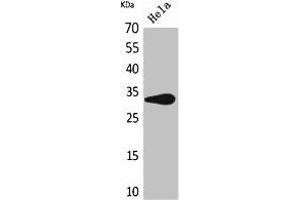 Western Blot analysis of HeLa cells using CD85f Polyclonal Antibody. (LILRA5 anticorps  (Internal Region))
