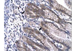 Image no. 1 for anti-Neuronal PAS Domain Protein 1 (NPAS1) (C-Term) antibody (ABIN6735779)