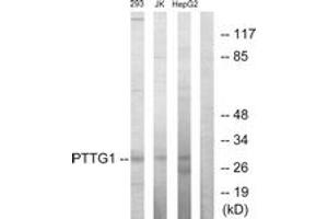 Western Blotting (WB) image for anti-Pituitary Tumor-Transforming 1 (PTTG1) (AA 111-160) antibody (ABIN2889371) (PTTG1 anticorps  (AA 111-160))