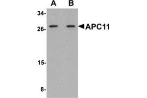 Western blot analysis of APC11 in 3T3 cell tissue lysate with APC11 antibody at (A) 1 and (B) 2 μg/ml.