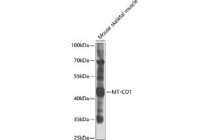 Western blot analysis of extracts of mouse skeletal muscle, using MT-CO1 antibody (ABIN6134141, ABIN6138905, ABIN6138906 and ABIN6223433) at 1:1000 dilution. (COX1 anticorps  (C-Term))