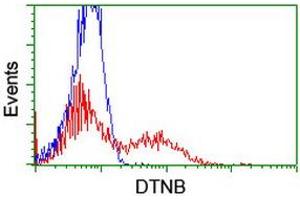 HEK293T cells transfected with either RC203798 overexpress plasmid (Red) or empty vector control plasmid (Blue) were immunostained by anti-DTNB antibody (ABIN2455577), and then analyzed by flow cytometry. (Dystrobrevin beta anticorps)