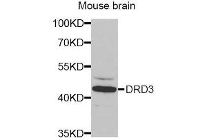 Western Blotting (WB) image for anti-Dopamine Receptor D3 (DRD3) antibody (ABIN1872356)