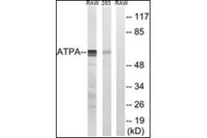 Western blot analysis of extracts from 293/RAW264. (MT-ATP6 anticorps  (Subunit alpha))