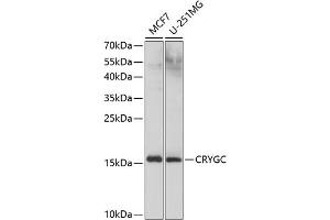 Western blot analysis of extracts of various cell lines, using CRYGC antibody (ABIN6130868, ABIN6139079, ABIN6139080 and ABIN6224977) at 1:1000 dilution. (CRYGC anticorps  (AA 1-174))