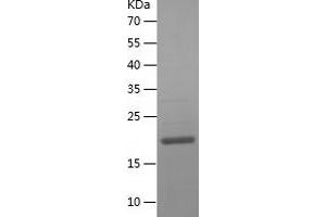 Western Blotting (WB) image for NHP2 Ribonucleoprotein (NHP2) (AA 1-153) protein (His tag) (ABIN7124168)
