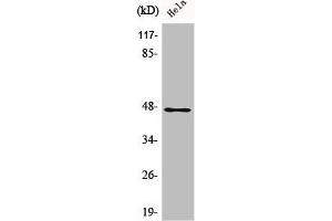 Western Blot analysis of HeLa cells using AW-1 Polyclonal Antibody (ZNF174 anticorps  (Internal Region))