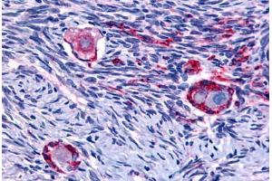 Anti-NUR77 antibody  ABIN1049160 IHC staining of human ovary. (NR4A1 anticorps  (N-Term))