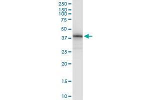 Immunoprecipitation of MSI1 transfected lysate using anti-MSI1 MaxPab rabbit polyclonal antibody and Protein A Magnetic Bead , and immunoblotted with MSI1 purified MaxPab mouse polyclonal antibody (B01P) .