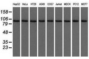 Image no. 1 for anti-Ubiquitin Specific Peptidase 5 (USP5) antibody (ABIN1501691) (USP5 anticorps)
