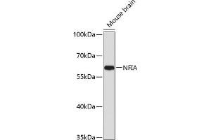 Western blot analysis of extracts of mouse brain, using NFIA antibody (ABIN1681040, ABIN3017626, ABIN3017627 and ABIN6220178) at 1:1000 dilution. (NFIA anticorps  (AA 180-330))