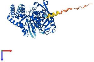 AlphaFold protein structure predicition of Human Recombinant ADSS1 Protein, UniprotID Q8N142