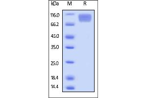 Biotinylated Mouse M-CSF R, Avitag,His Tag on  under reducing (R) condition.