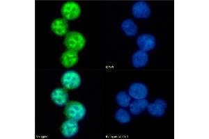 Immunofluorescence staining of fixed U937 cells with anti-CCR5 (phosphoserine 337) antibody V14/2.