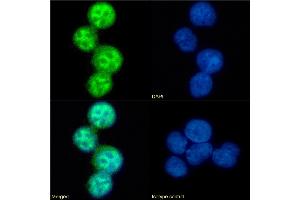 Immunofluorescence staining of fixed U937 cells with anti-CCR5 (phosphoserine 337) antibody V14/2. (Recombinant CCR5 anticorps  (pSer337))