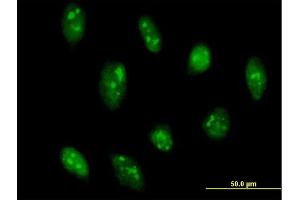 Immunofluorescence of purified MaxPab antibody to GADD45G on HeLa cell. (GADD45G anticorps  (AA 1-159))