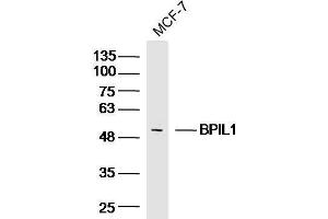 MCF-7 Cell lysates probed with BPIL1 Polyclonal Antibody, unconjugated  at 1:300 overnight at 4°C followed by a conjugated secondary antibody for 60 minutes at 37°C. (BPIL1 anticorps  (AA 1-100))