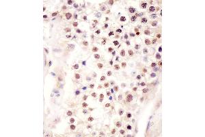 B staining FSTL3 in human testis tissue sections by Immunohistochemistry (IHC-P - paraformaldehyde-fixed, paraffin-embedded sections). (FSTL3 anticorps  (C-Term))