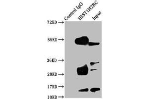 Immunoprecipitating HIST1H2BC in A549 whole cell lysate Lane 1: Rabbit control IgG instead of ABIN7139174 in A549 whole cell lysate.