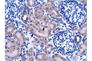 Image no. 1 for anti-Zinc Finger Protein 134 (ZNF134) (AA 128-177) antibody (ABIN203066)