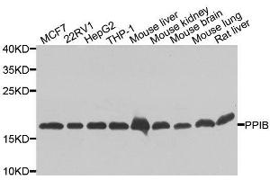 Western blot analysis of extracts of various cell lines, using PPIB antibody. (PPIB anticorps  (AA 34-216))
