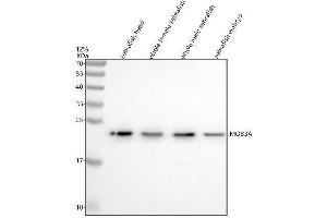Western blot analysis of MOB3A/B/C using anti-MOB3A/B/C antibody (AZQ7ZW91).