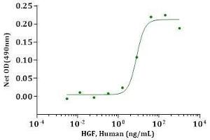 HGF, Human stimulates cell proliferation of the 4MBr5 cells. (HGF Protein (AA 32-494, AA 495-728))