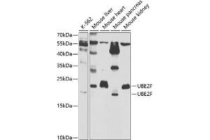 Western blot analysis of extracts of various cell lines, using UBE2F antibody  at 1:1000 dilution. (UBE2F anticorps  (AA 1-185))