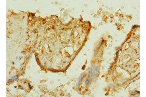 Immunohistochemistry of paraffin-embedded human placenta tissue using ABIN7164617 at dilution of 1:100