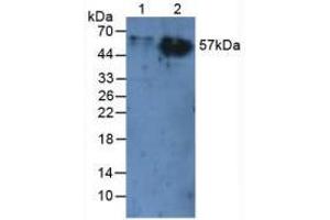 Western blot analysis of (1) Rat Liver Tissue and (2) Rat Skin Tissue. (CEACAM1 anticorps  (AA 35-143))