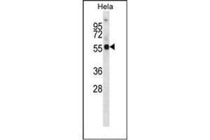 Western blot analysis of KCNA1 Antibody (Center) in Hela cell line lysates (35ug/lane). (KCNA1 anticorps  (Middle Region))