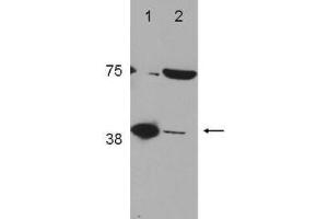 Western Blot of Rabbit Anti-POLß (DNA polymerase beta) Antibody (). (POLB anticorps  (C-Term))