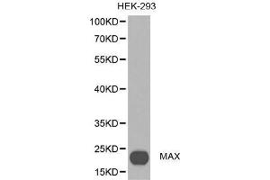 Western blot analysis of extracts of HEX-293 cell lines, using MAX antibody. (MAX anticorps  (AA 1-160))