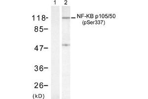 Western blot analysis of extract from HeLa cells, using NF-kappa,B p105/p50 (phospho-Ser337) antibody (Lane 1 and 2).