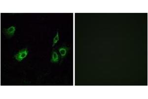 Immunofluorescence analysis of A549 cells, using OR4K3 Antibody.