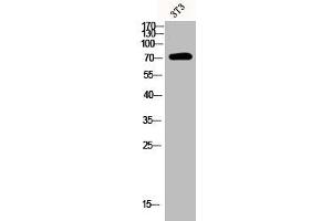 Western Blot analysis of 3T3 cells using Phospho-Syk (Y348) Polyclonal Antibody