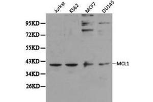 Western Blotting (WB) image for anti-Induced Myeloid Leukemia Cell Differentiation Protein Mcl-1 (MCL1) antibody (ABIN1873660) (MCL-1 anticorps)