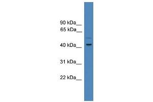 WB Suggested Anti-SERPINE1 Antibody Titration: 0. (PAI1 anticorps  (Middle Region))