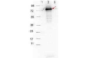 HRP-conjugated Goat-Anti-Rabbit  secondary antibody was used at 1:40,000 in ABIN925618 blocking buffer to detect a rabbit primary antibody by Western Blot. (Chèvre anti-Lapin IgG (Heavy & Light Chain) Anticorps (HRP))