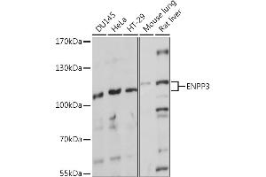 Western blot analysis of extracts of various cell lines, using ENPP3 Rabbit pAb (ABIN7266898) at 1:1000 dilution. (ENPP3 anticorps  (AA 646-875))