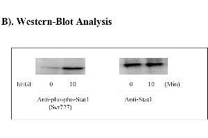 Image no. 6 for Signal Transducer and Activator of Transcription 1, 91kDa (STAT1) ELISA Kit (ABIN625243)