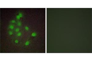 Peptide - +Immunofluorescence analysis of A549 cells, using HAND1 antibody. (HAND1 anticorps  (Internal Region))