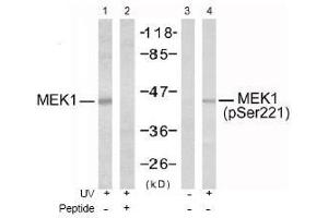 Image no. 1 for anti-Mitogen-Activated Protein Kinase Kinase 1 (MAP2K1) (pSer221), (pSer222) antibody (ABIN196888) (MEK1 anticorps  (pSer221, pSer222))