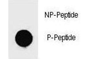 Dot blot analysis of phospho-c-Kit antibody. (KIT anticorps  (pTyr719))