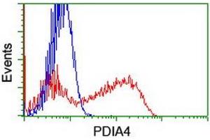 HEK293T cells transfected with either RC204041 overexpress plasmid (Red) or empty vector control plasmid (Blue) were immunostained by anti-PDIA4 antibody (ABIN2455261), and then analyzed by flow cytometry. (PDIA4 anticorps)