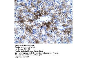 Human Liver (PIAS3 anticorps  (C-Term))