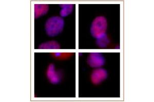 Rad21 antibody (mAb) tested by immunofluorescence.