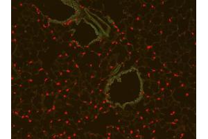 Immunofluorescence (IF) image for anti-Red Fluorescent Protein (RFP) antibody (ABIN129578)